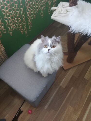 Spokojený kočičí host hotelu Mazlík 72