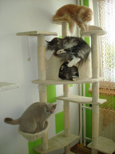 Spokojený kočičí host hotelu Mazlík 115